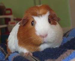 Guinea pig